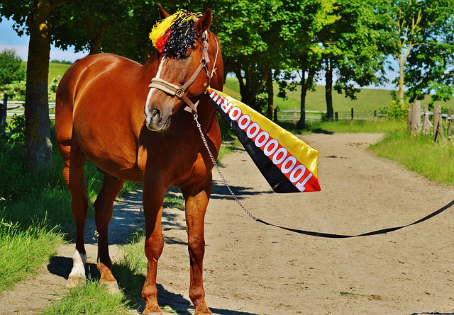 新的希望 新的希望